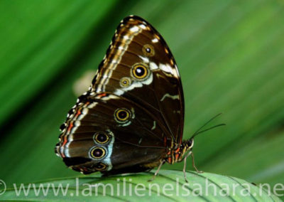 Mariposa, Amazonia Ecuatoriana - Autor: Ernest Vilches.