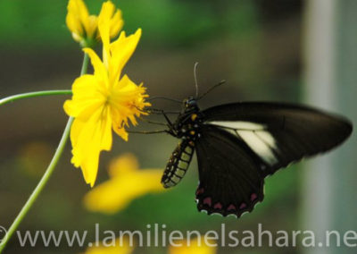 Mariposa, Amazonia Ecuatoriana - Autor: Ernest Vilches.