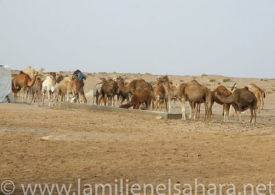 074.- RAID PURAVIDA. Viaje al Sáhara, abril 2009