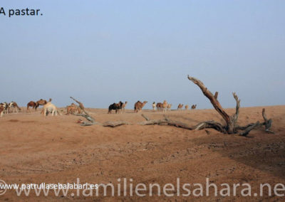 043.- "Patrulla Servalabari" Viaje al Sáhara, octubre 2010