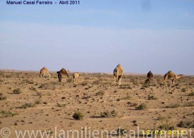 042.- Casal Ferreiro, Manuel. Viaje al Sáhara, abril 2011