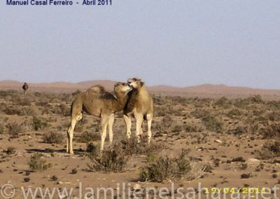 044.- Casal Ferreiro, Manuel. Viaje al Sáhara, abril 2011