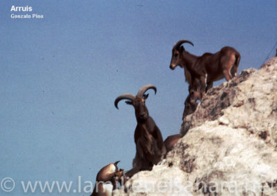 136.- Pino Arance, Gonzalo. Fauna Sahariana, 1992