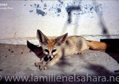 142.- Pino Arance, Gonzalo. Fauna Sahariana, 1992