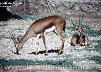 143.- Pino Arance, Gonzalo. Fauna Sahariana, 1992