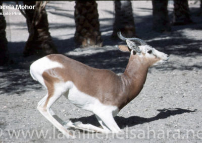 144.- Pino Arance, Gonzalo. Fauna Sahariana, 1992