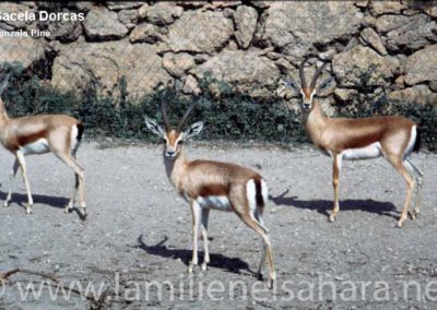 145.- Pino Arance, Gonzalo. Fauna Sahariana, 1992