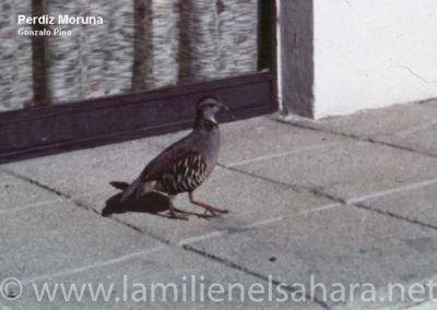 149.- Pino Arance, Gonzalo. Fauna Sahariana, 1992