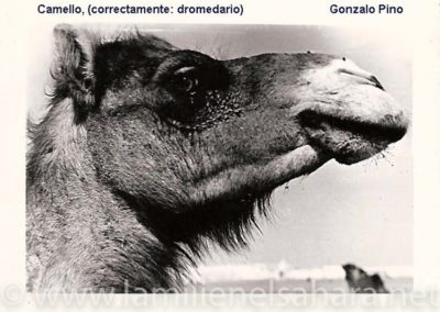 156.- Pino Arance, Gonzalo. Fauna Sahariana, 1992