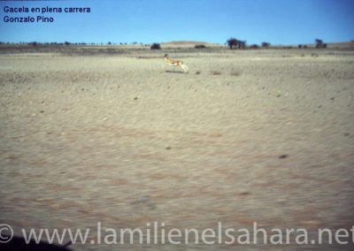157.- Pino Arance, Gonzalo. Fauna Sahariana, 1992