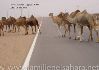 067.- Sellarés, Jaume. Viaje al Sáhara, segundo retorno, Navarcles-Senegal-Nacarcles. agosto 2009